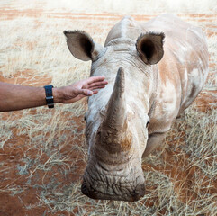 White Rhinoceros in the wildlife with human hand in front. Problem of preserving rare African animals. Male hand is moving towards the head of the rhino and wants to touch and grab to his horn. © Repina Valeriya