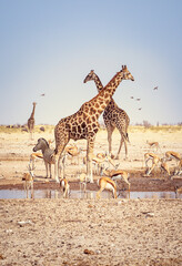 Wild African animals on the waterhole in Etosha National Park, Namibia. Landscape of savannah with herds of Giraffes and group of Antelopes in Africa.