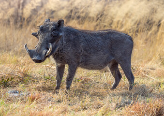 Common warthog in the Etosha National Park, Namibia. Wild african wart boar in natural habitat.