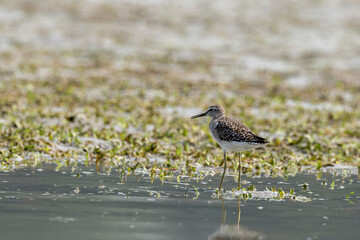 Greater Yellowlegs
