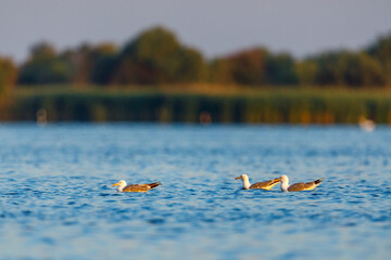 Black Headed Gulls in the Danube Delta