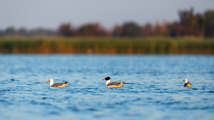 Black Headed Gulls in the Danube Delta