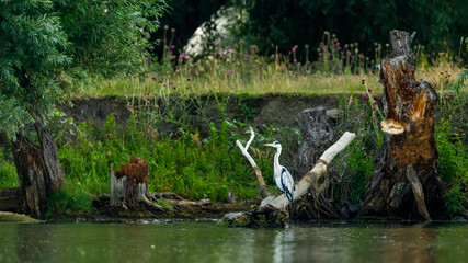 A grey heron in the Danube Delta in Romania	
