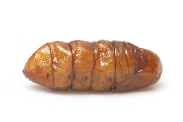 Fast food and snacks in Thailand fried chrysalis worms isolated white background.