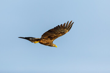 White tailed Sea Eagle in the Danube Delta