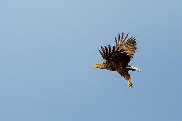 White tailed Sea Eagle in the Danube Delta