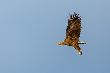 White tailed Sea Eagle in the Danube Delta