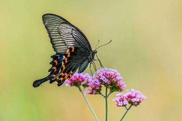 butterfly on flower (Common Mormon)