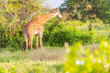 Massai-Giraffe (Giraffa tippelskirchi) in Tsavo East National Park, Kenya, Africa