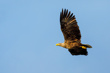 White tailed Sea Eagle in the Danube Delta