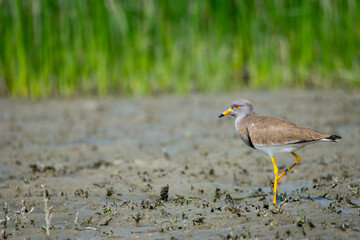  red-wattled lapwing 