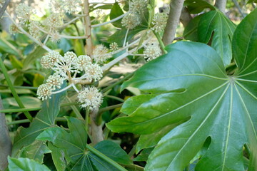 Fatsia japonica in full blooming