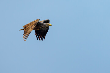 White tailed Sea Eagle in the Danube Delta