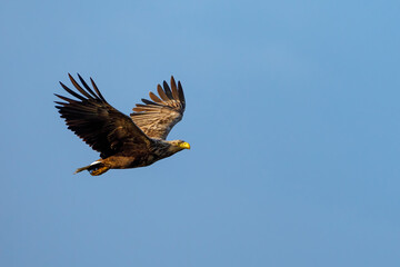 White tailed Sea Eagle in the Danube Delta