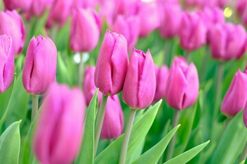 Fototapeta premium pink tulips in full blooming
