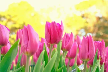 Crédence de cuisine en verre imprimé Jaune pink tulips in full blooming