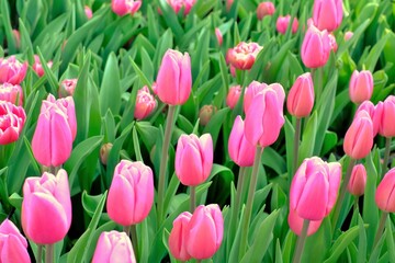 Obraz premium pink tulips in full blooming