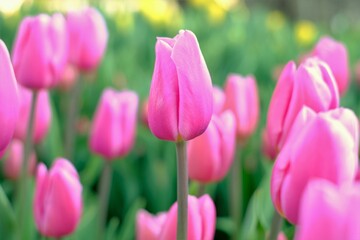 pink tulips in full blooming