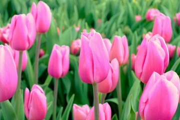 Fototapeta premium pink tulips in full blooming