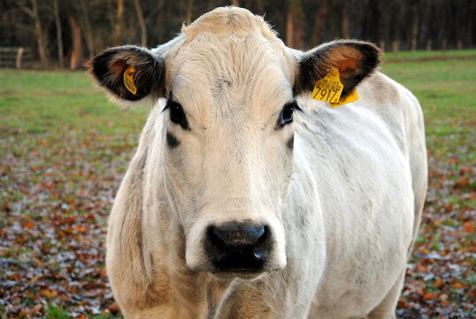Close up of the head of a Piedmontese cows, a breed of domestic cattle, at a farm in Archem, Overijssel, one of the north eastern provinces in the Netherlands