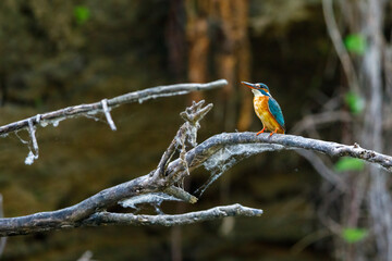 A Kingfisher in the Danube Delta