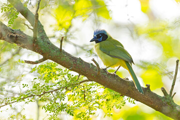 The green jay (Cyanocorax luxuosus) perched in a tree backlit by the sun.