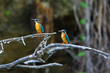 A Kingfisher in the Danube Delta
