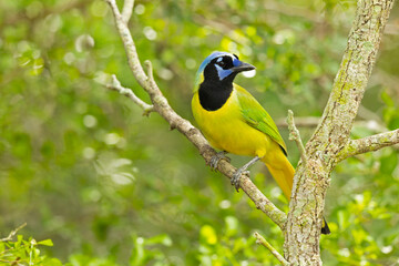 The green jay (Cyanocorax luxuosus) perched in a tree backlit by the sun.