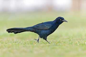 Great-tailed grackle (Quiscalus mexicanus) foraging in a field for insects