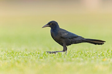 Great-tailed grackle (Quiscalus mexicanus) foraging in a field for insects