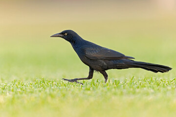 Great-tailed grackle (Quiscalus mexicanus) foraging in a field for insects