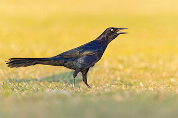 Great-tailed grackle (Quiscalus mexicanus) foraging in a field for insects