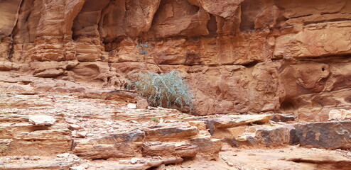 Shurb in the desert