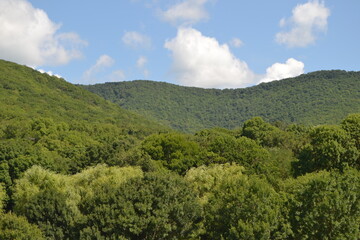 Obraz premium landscape with trees and clouds