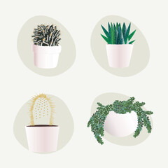 cactus and succulent  realistic vector