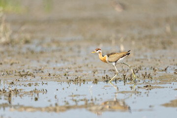 Bronze Winged Jacana