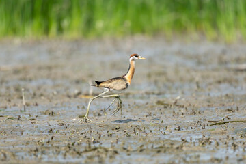 Bronze Winged Jacana
