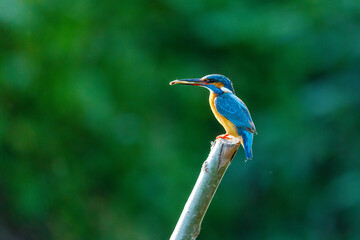 A Kingfisher in the Danube Delta