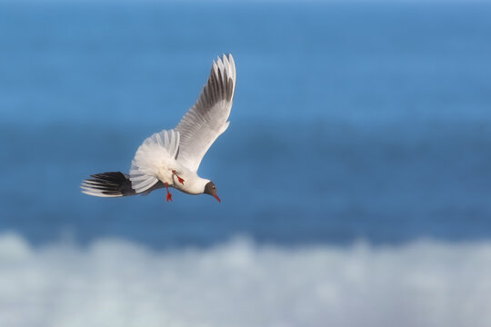Gaviota c&aacute;huil
