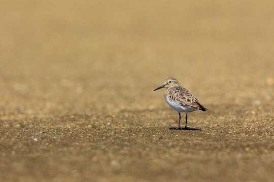 Playero de Baird - Powered by Adobe