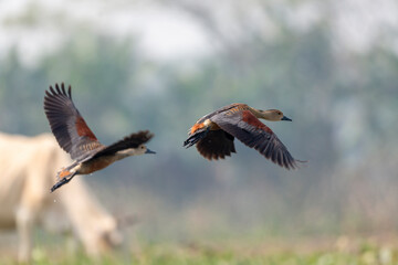 Whistling ducks or tree ducks