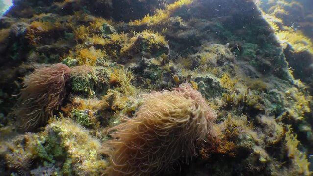 Underwater landscape: Two bushes of red algae synchronously rotate with a breaking wave (Liagora viscida).