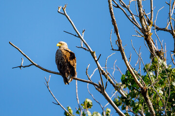White tailed Sea Eagle in the Danube Delta