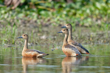 Whistling ducks or tree ducks