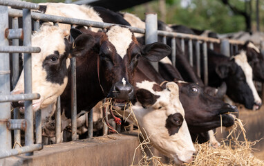 Agriculture cows eating hay in cowshed on dairy farm, farming and animal husbandry herd of agriculture industry concept.