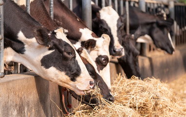 Agriculture cows eating hay in cowshed on dairy farm, farming and animal husbandry herd of...