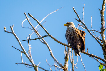 White tailed Sea Eagle in the Danube Delta