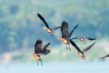 Whistling ducks or tree ducks