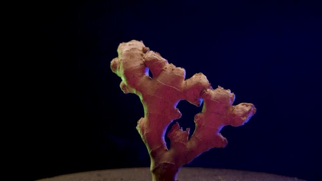 eine Ingwer auf einem Drehteller im bunten Licht