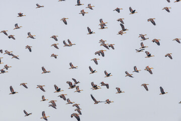 Black-headed ibis